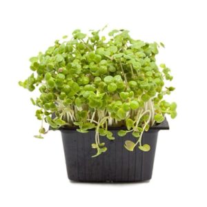 Microgreens - Hořčice bílá